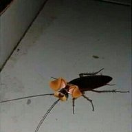 Poodies Bug