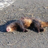LobotomizedFerret