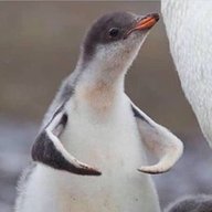 Bufferino Penguin