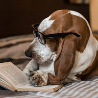 The Wisdom of Bassets