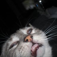 crushedpuss
