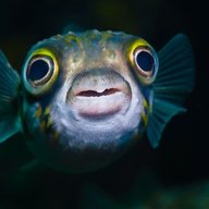 Fish Repairs