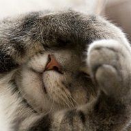 cat-a-tonic