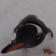 curious gentoo