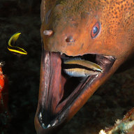 Dat Wrasse