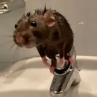 ScurvyRat