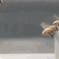 Honeybee
