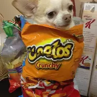 ShoddyNoodle