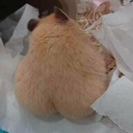 Ratticus thotticus