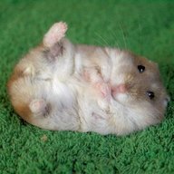 Rabid Hamster