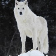 JumpedWolf