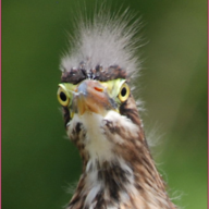 harbleglarb