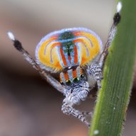 Maratus volans