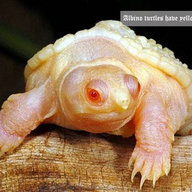 LurkyTurtle