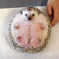 Caointeag