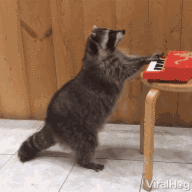 Raccoon Poon