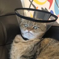 Alpo the cat