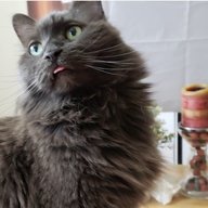 MegaKitty