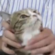 SquishThatCat