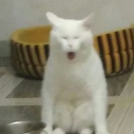 Hello Peenyo