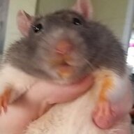 Spaghetti Rat