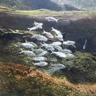 Roccosmoderndeath