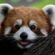 Bamboo Claw