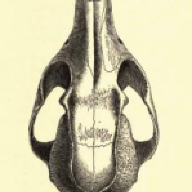 U. cinereoargenteus