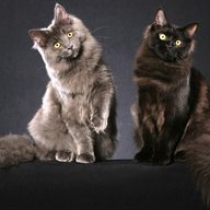 Black Cat
