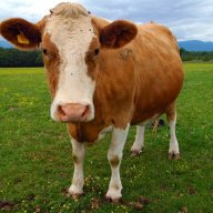 cowzz2