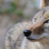 Anotherfuckingyote