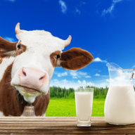 c0w_milk