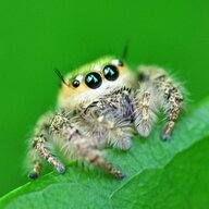 Spidersforfriends