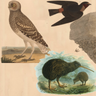 Owl Swallow Kiwi