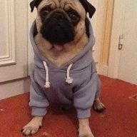 redsoxpugie