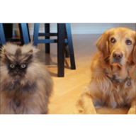 HappyDogMeowMeow