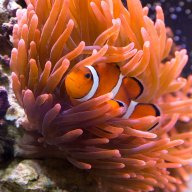 Gold Anemone