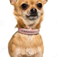 PinkDiamondCollars
