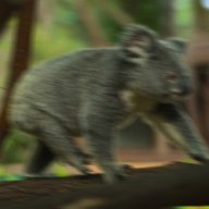 SpeedyKoala