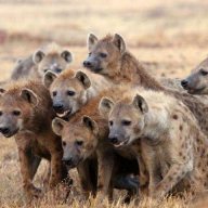 SuddenlyHyenas