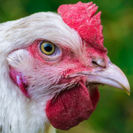 chicken