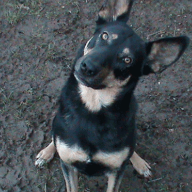 Confused Doggo