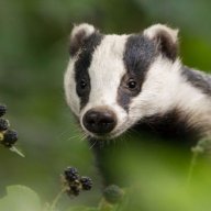 mrbadger