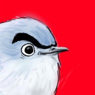 gnatcatcher