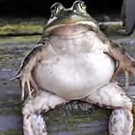 American Bullfrog