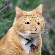 LilthCat