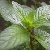 menthe piperita