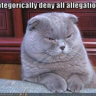 PittyKitty
