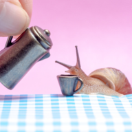 Snail