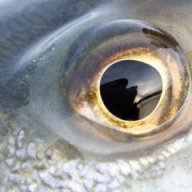 Dead Fish Eye